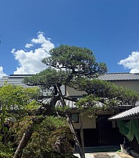 松の剪定後